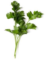 Italian Parsley Petroselinum seed crispum neapolitanum